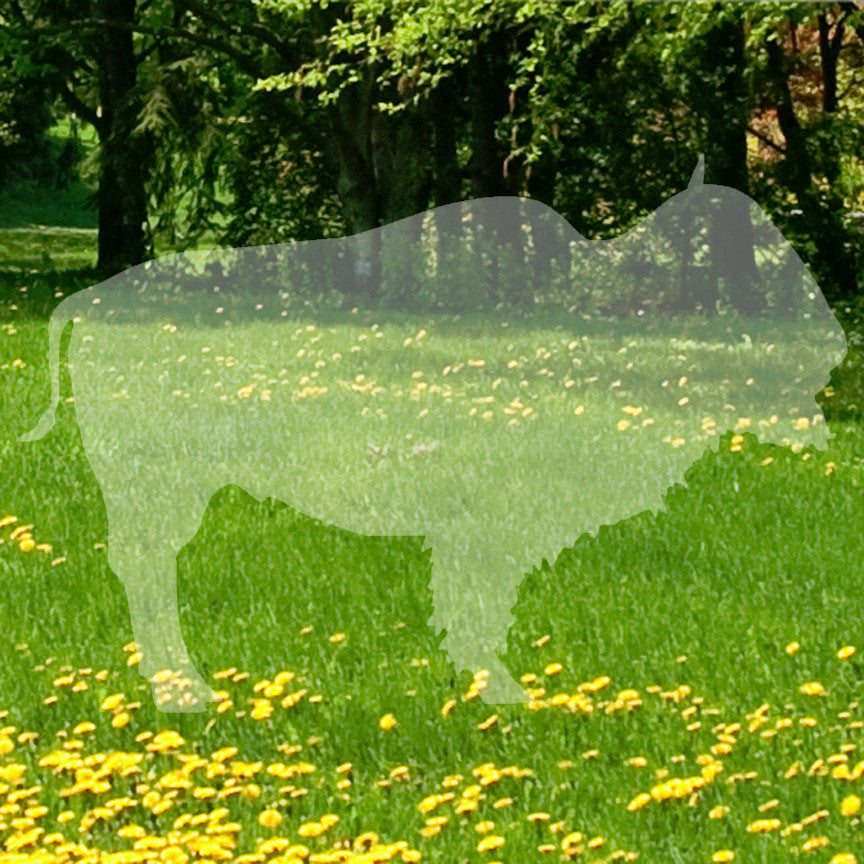 Bison Buffalo Bull
