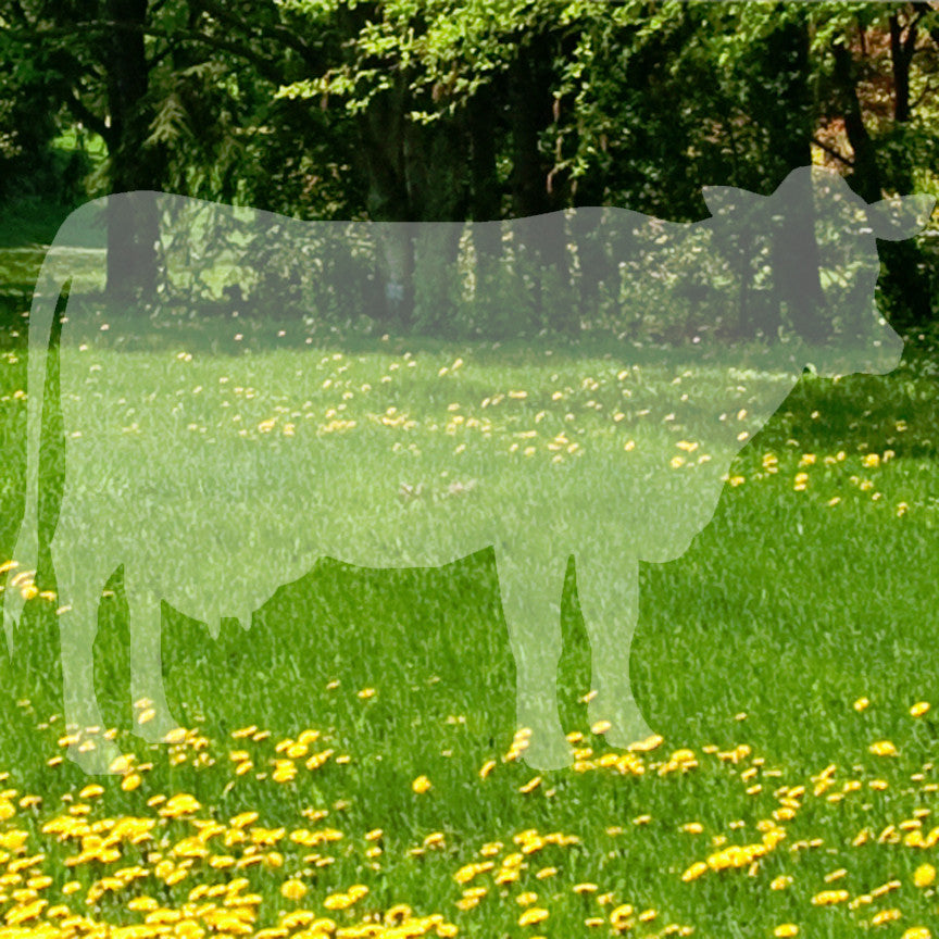 Dairy Cow Bovine