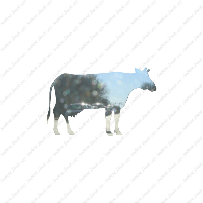Cow Bovine Angus