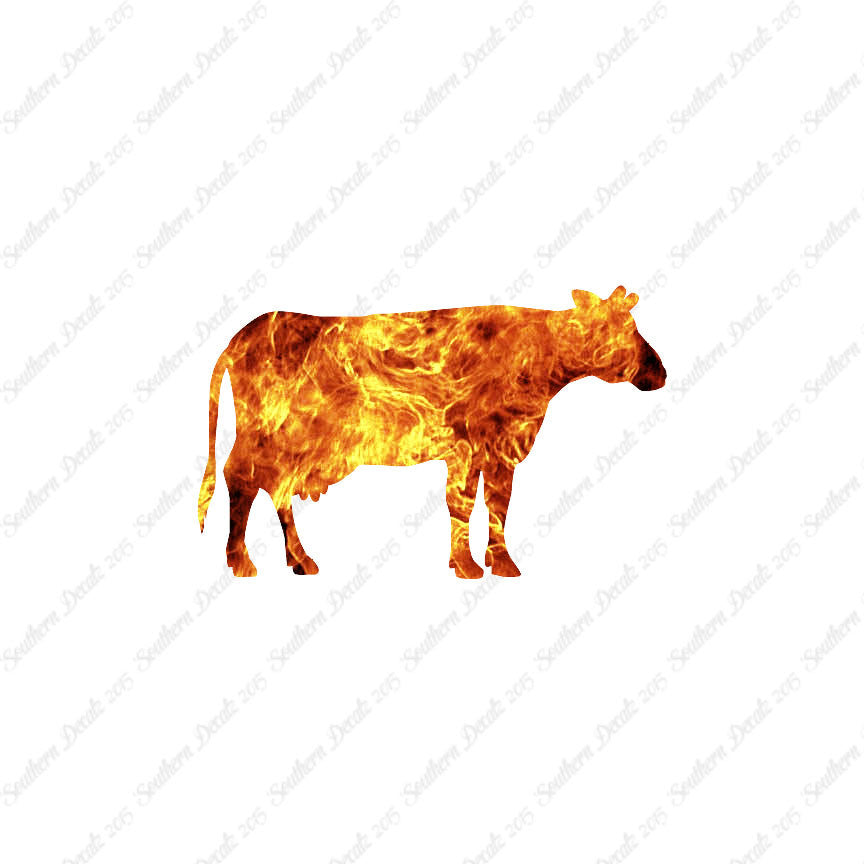 Cow Bovine Angus