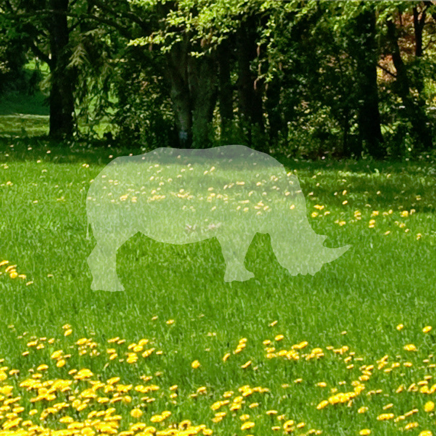 Grazing Rhinoceros Rhino