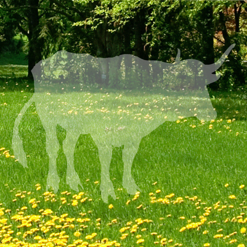 Water Buffalo Bison