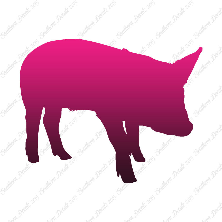Swine Pig Sow