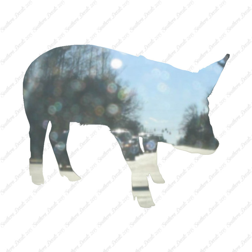 Swine Pig Sow