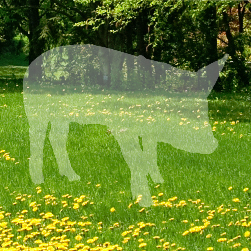 Swine Pig Sow