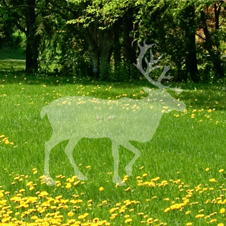 Elk Caribou Reindeer