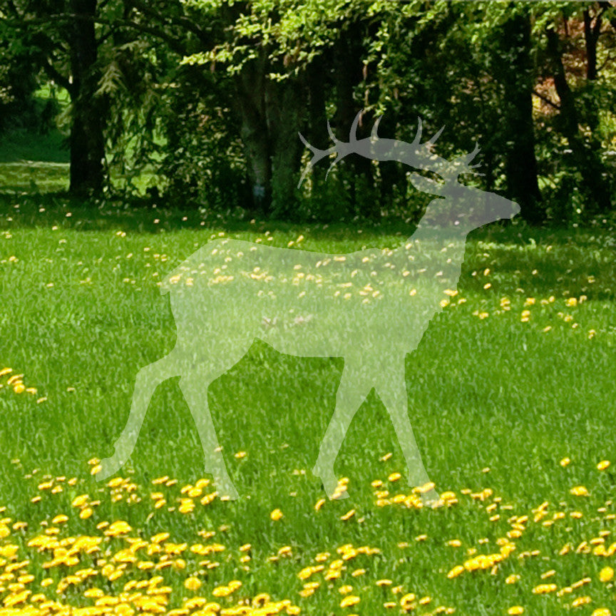 Elk Caribou