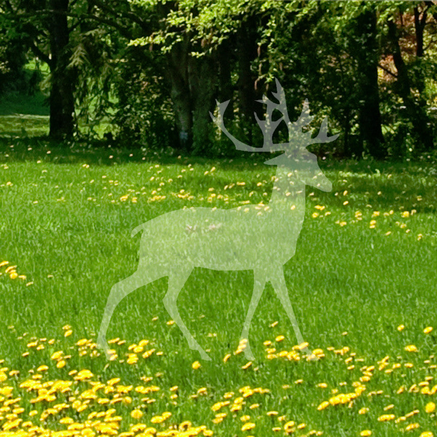 Caribou Elk Stag Deer