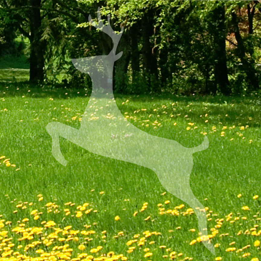 Stag Deer Buck