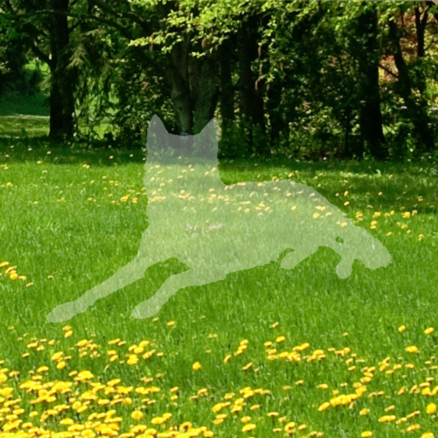 Coyote Wolf Wild Dog