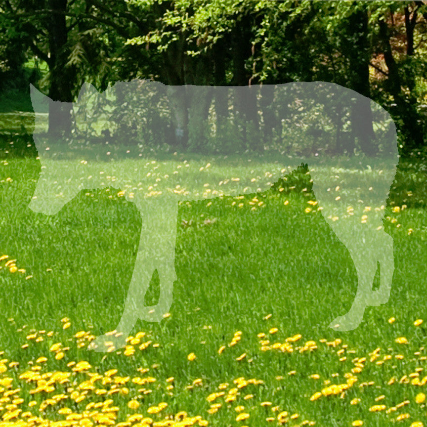 Coyote Wild Dog Wolf