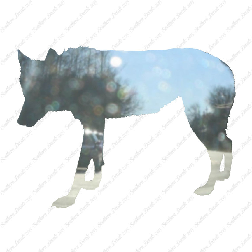 Coyote Wild Dog Wolf
