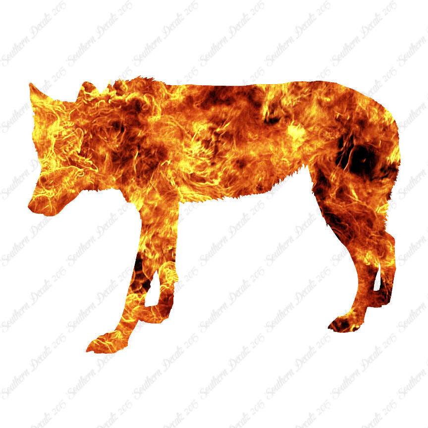 Coyote Wild Dog Wolf
