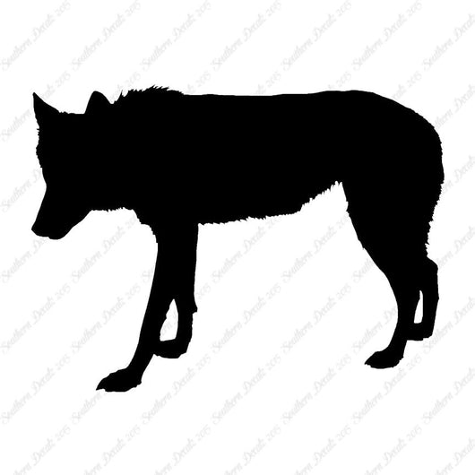 Coyote Wild Dog Wolf