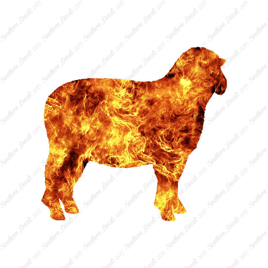 Sheep Ewe Ram