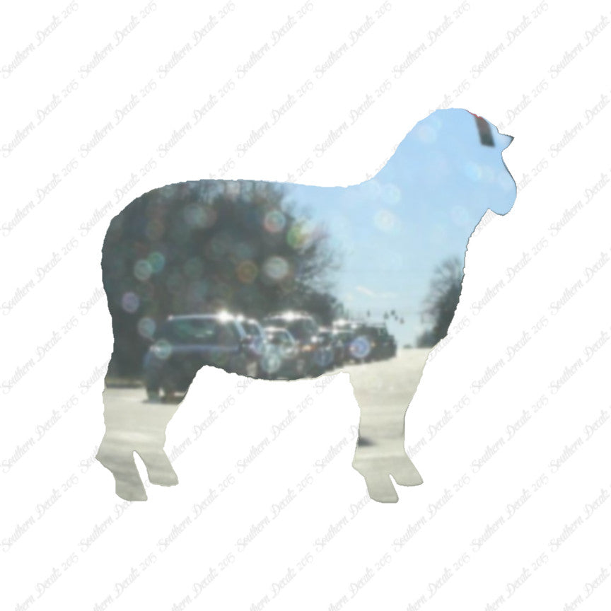 Sheep Ewe Ram