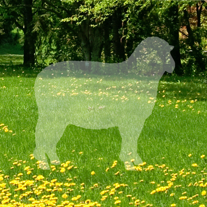 Sheep Ewe Ram