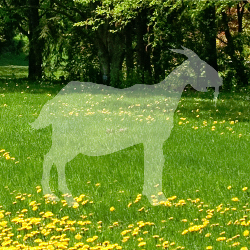 Billy Mountain Goat