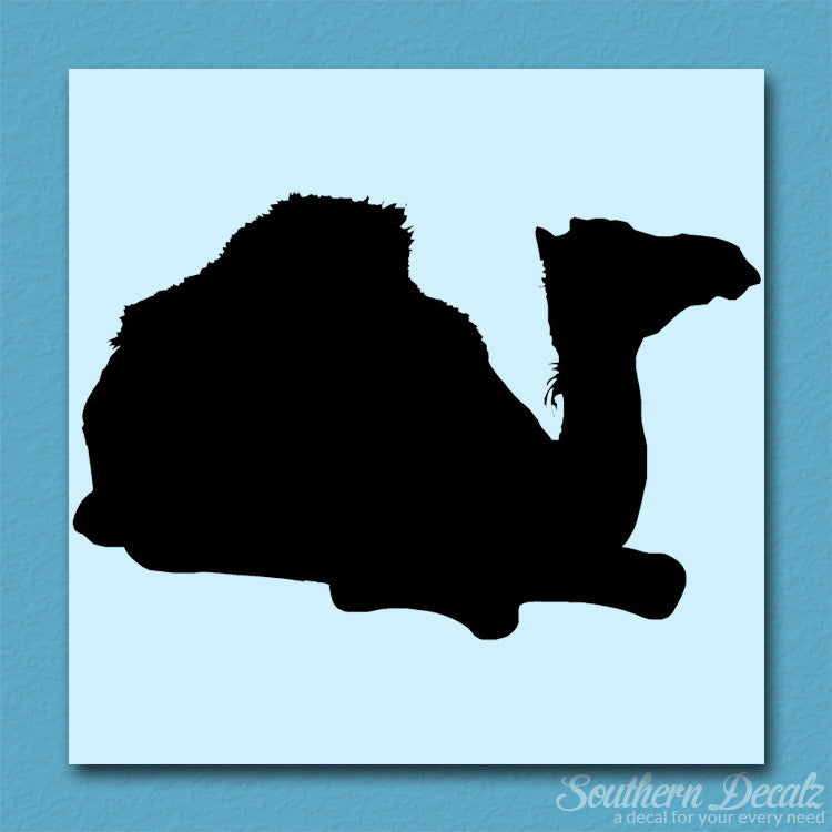 Arabian Dromedary Camel