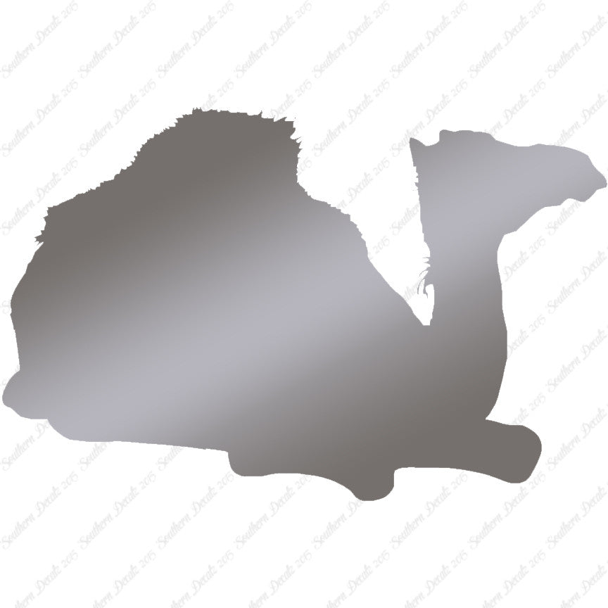 Arabian Dromedary Camel