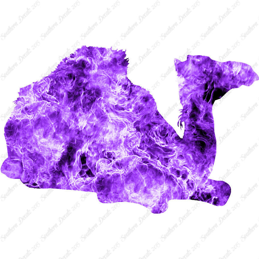 Arabian Dromedary Camel