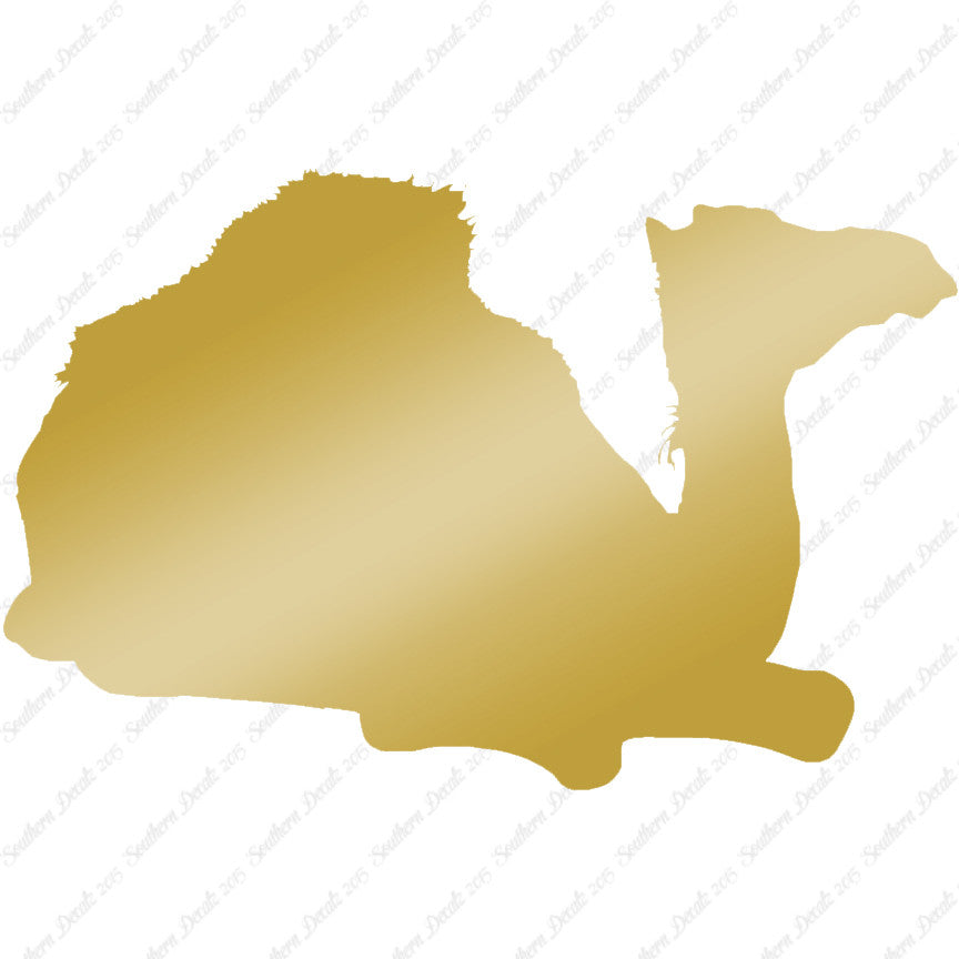 Arabian Dromedary Camel