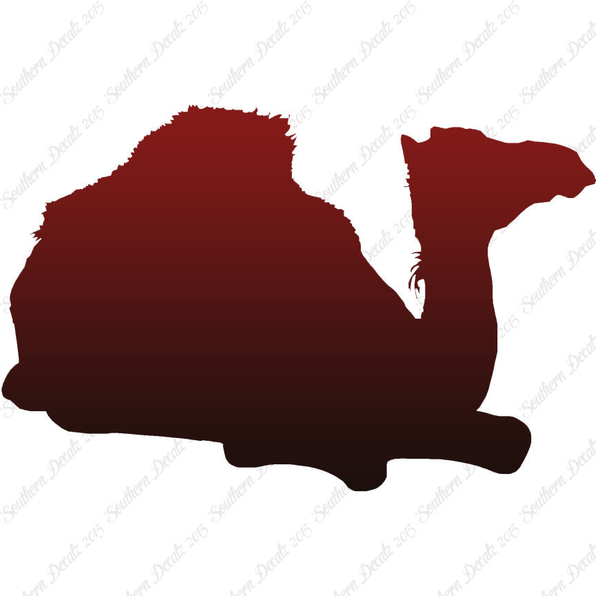 Arabian Dromedary Camel