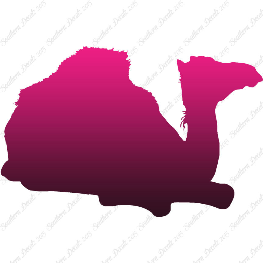 Arabian Dromedary Camel