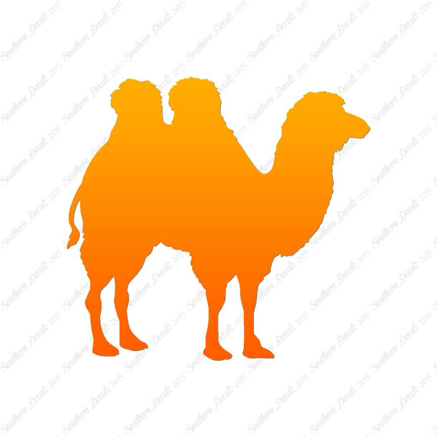 Persian Bactrian Camel