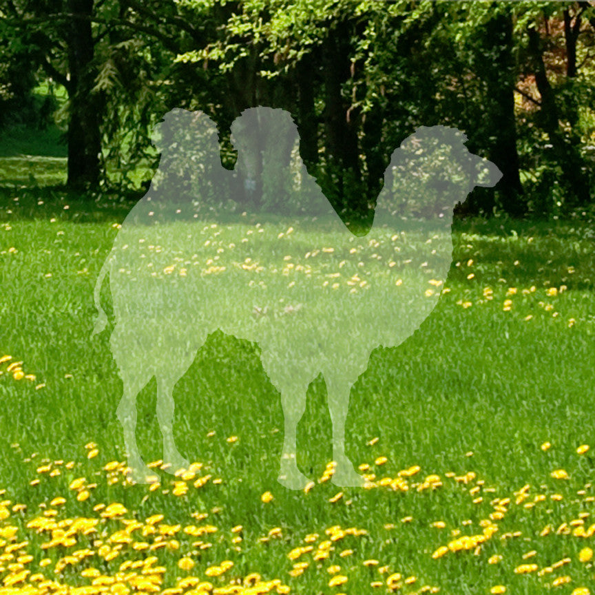 Persian Bactrian Camel