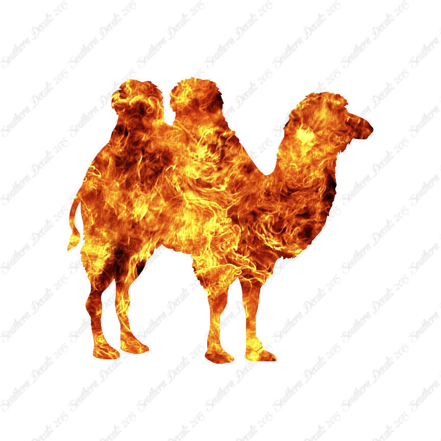 Persian Bactrian Camel