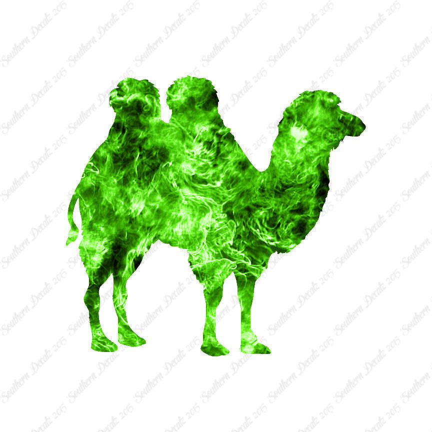 Persian Bactrian Camel