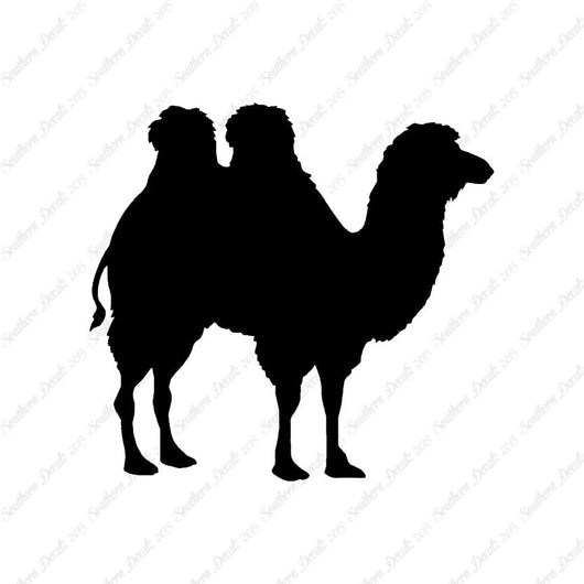 Persian Bactrian Camel
