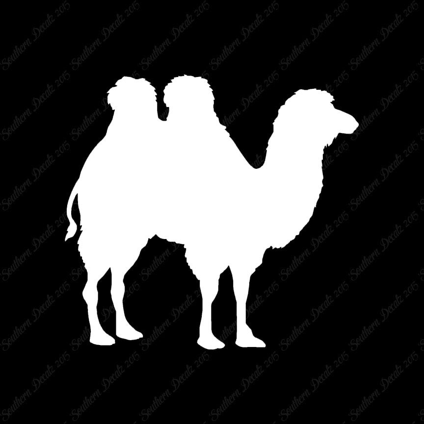 Persian Bactrian Camel