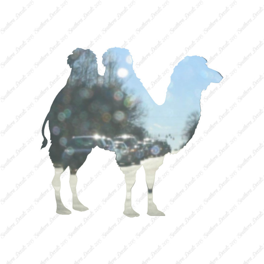 Persian Bactrian Camel