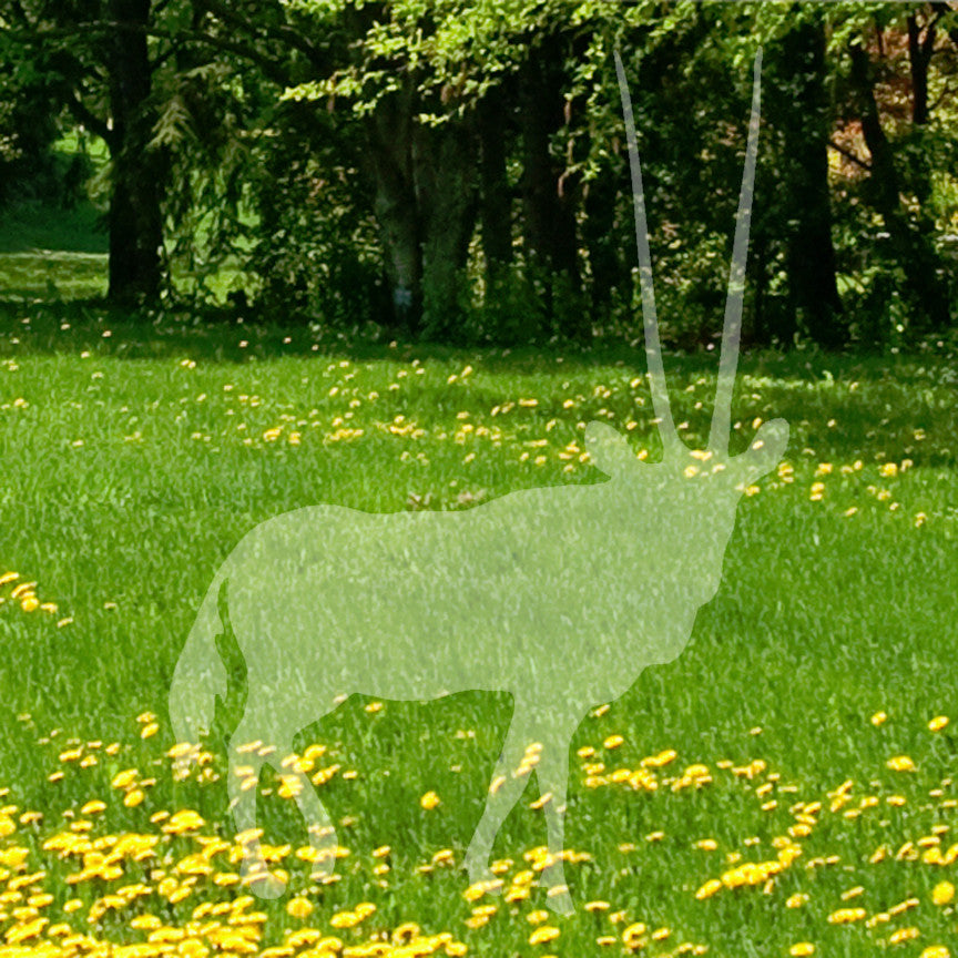 Antelope Gazelle Impala
