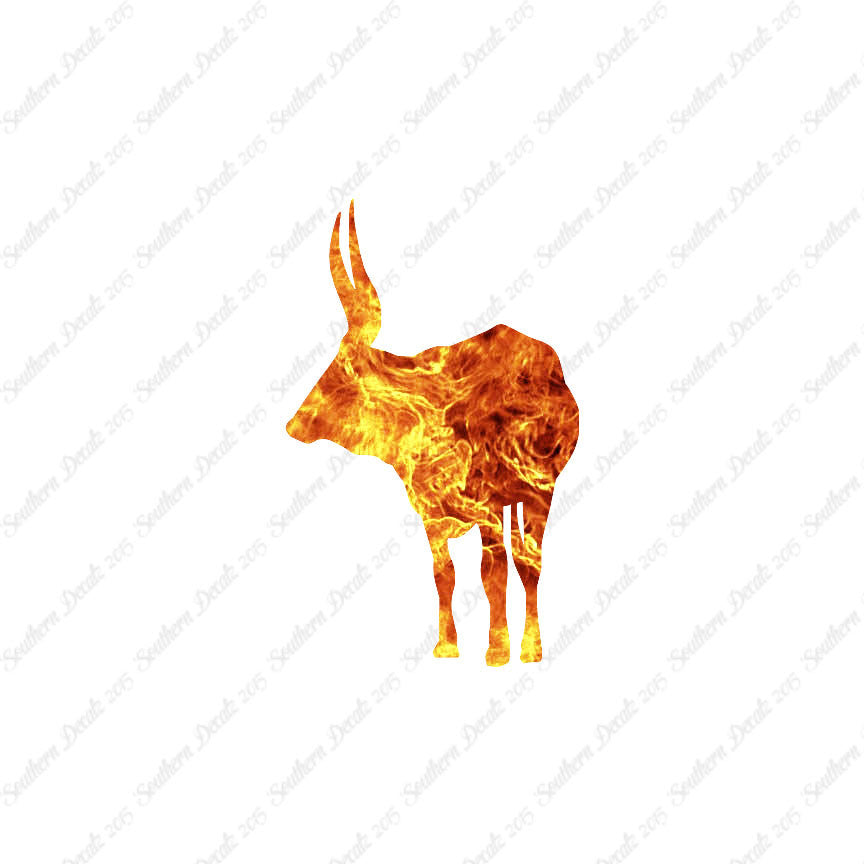Long Horn Bull Cattle