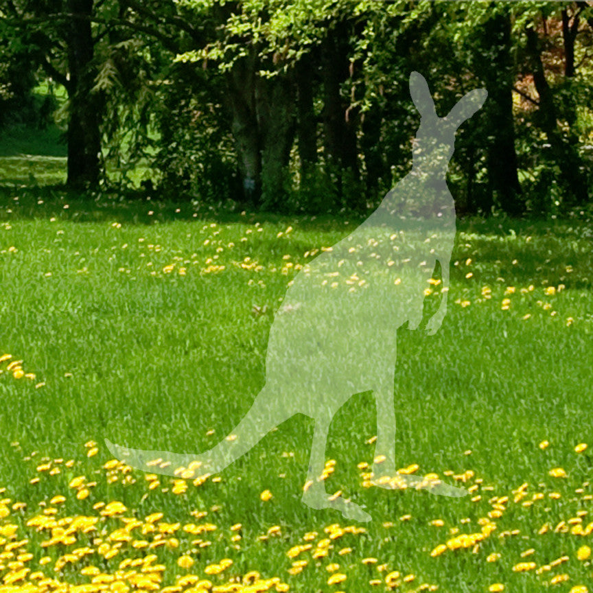 Kangaroo Wallaby