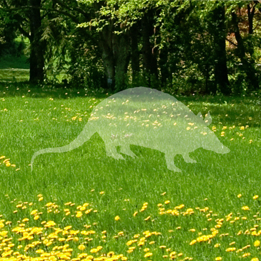 Opossum Armadillo