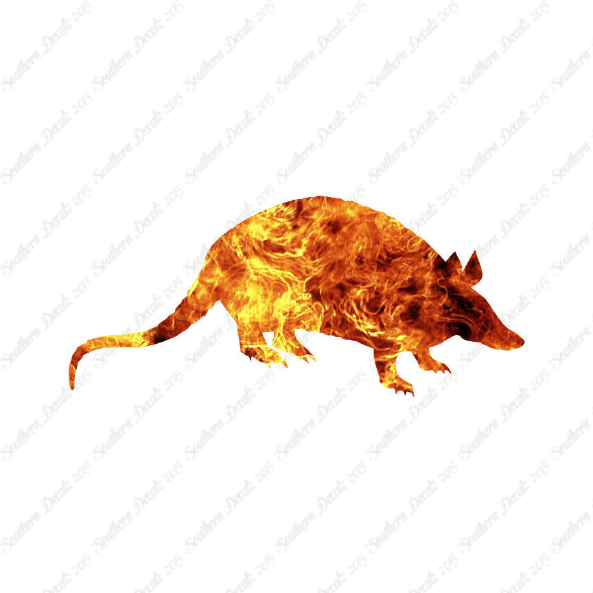 Opossum Armadillo