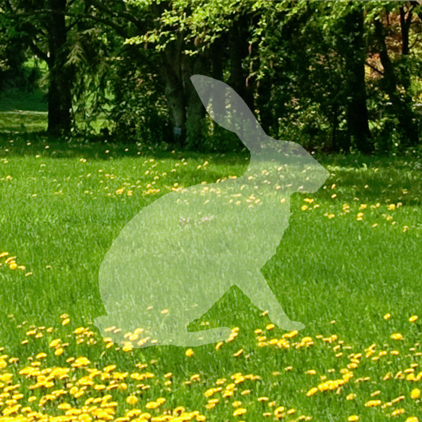 Bunny Jack Rabbit