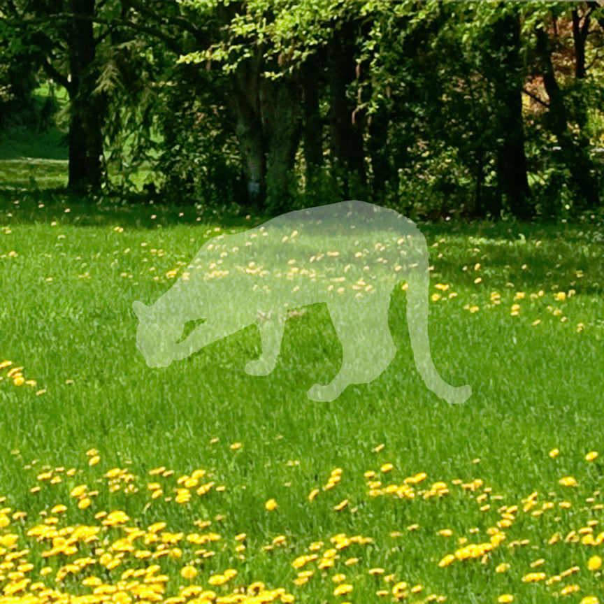 Big Cat Cougar Silhouette