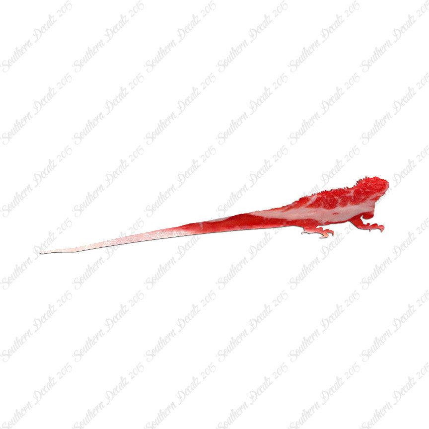 Iguana Lizard