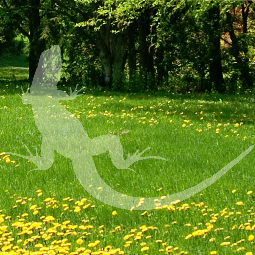 Garden Lizard Gecko Anole