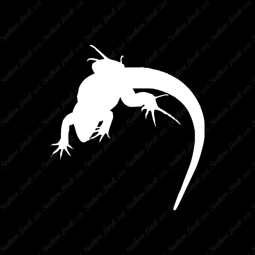 Lizard Anole Gecko
