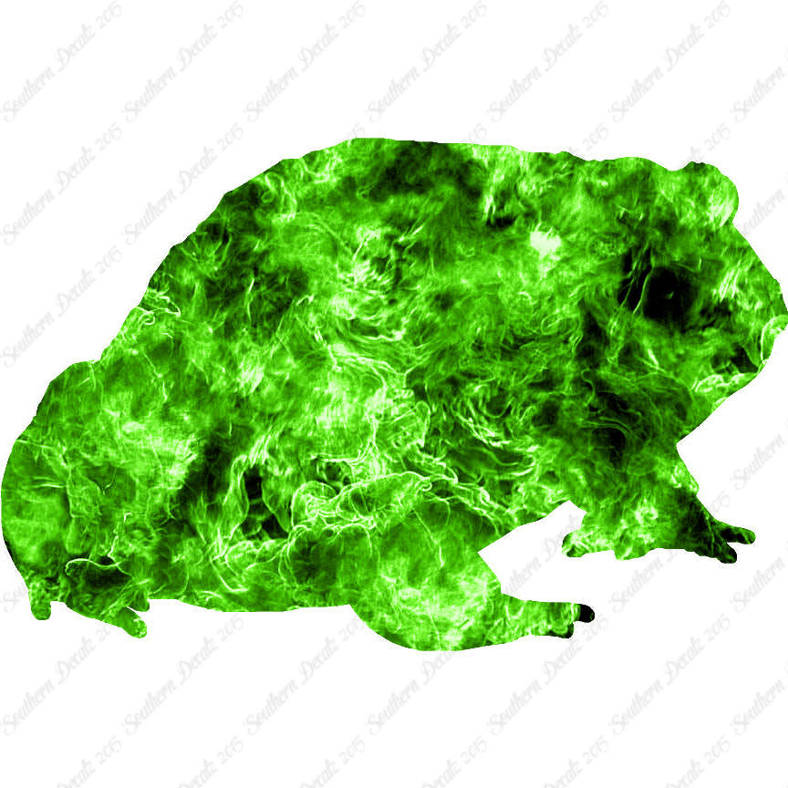 Bullfrog Toad