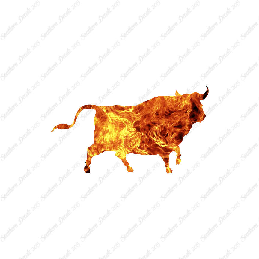 Bull Angus Cow