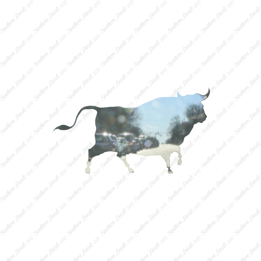 Bull Angus Cow