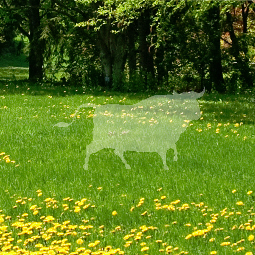 Bull Angus Cow