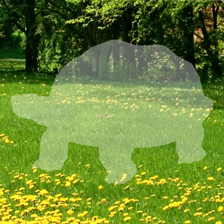 Tortoise Turtle